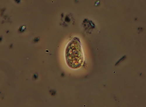 Vuilleminia megalospora Bres.